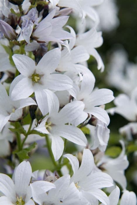 milky bellflower 'Alba'