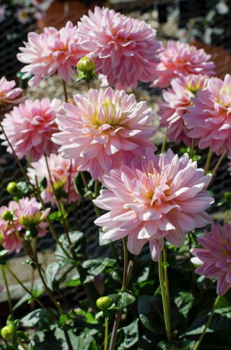 Dahlia 'Pink Magic'