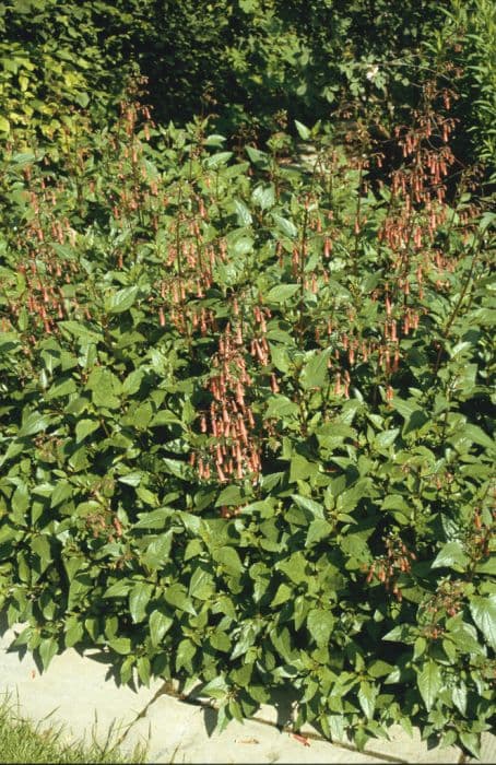 Cape figwort 'Winchester Fanfare'