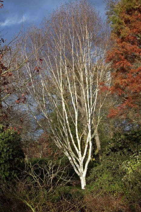 Himalayan birch