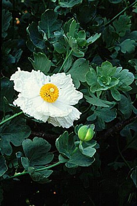 Californian tree poppy 'White Cloud'