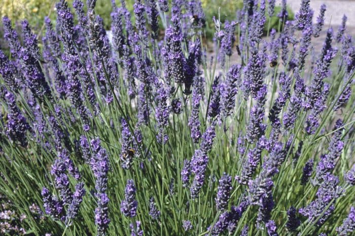 lavender 'Grosso'