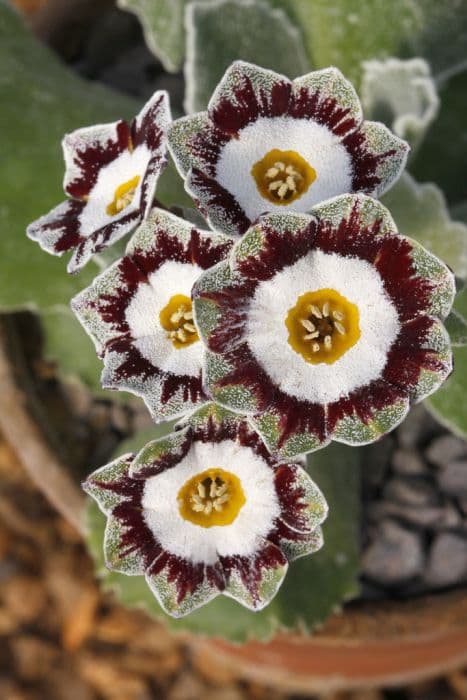 auricula 'White Ensign'