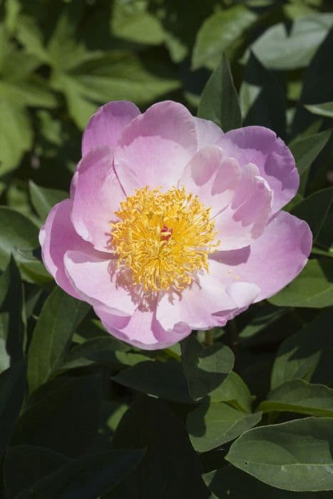 peony 'Nymphe'