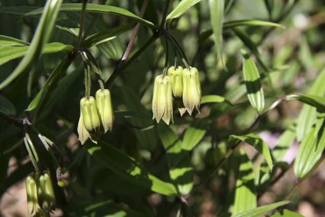 Canton fairy bells