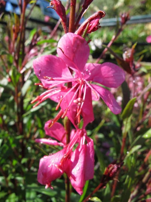 gaura Belleza Series