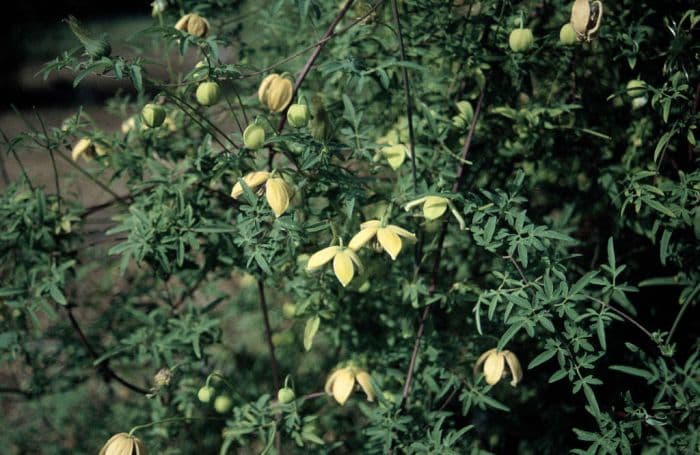 Chinese clematis