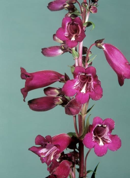 penstemon 'Burgundy'