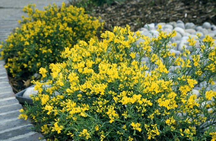 Lydian broom