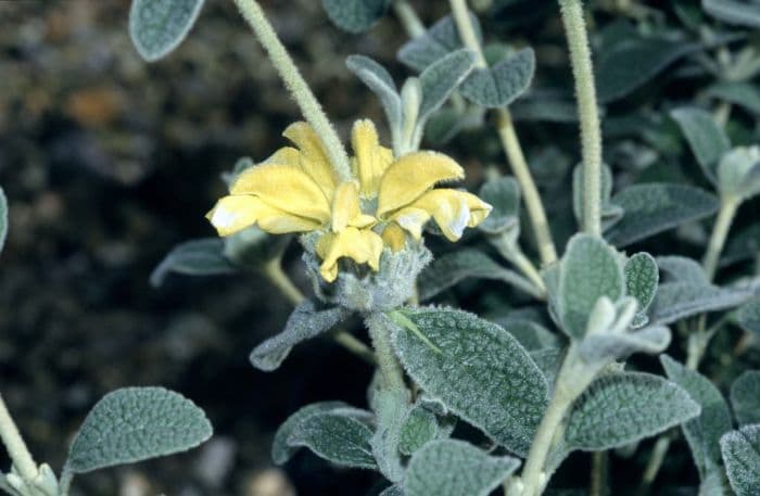 woolly Jerusalem sage