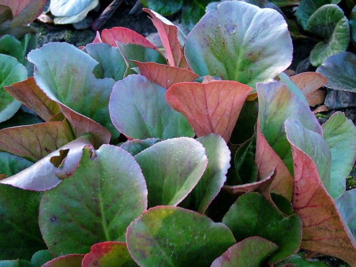 elephant's ears 'Sunningdale'