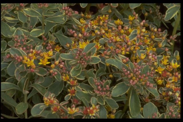 Variegated orange stonecrop