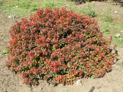 Japanese barberry 'Admiration'