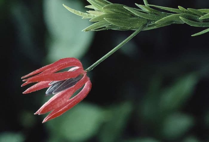 many-flowered pavonia