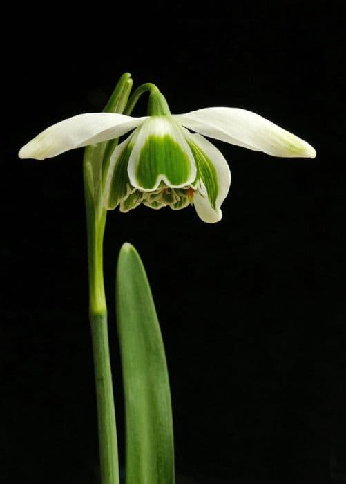 snowdrop 'Ophelia'