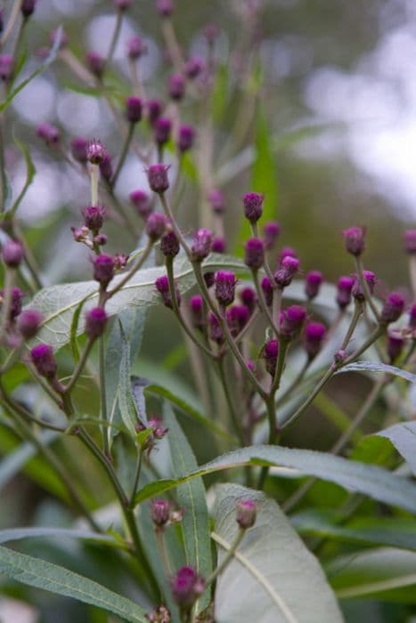 New York ironweed