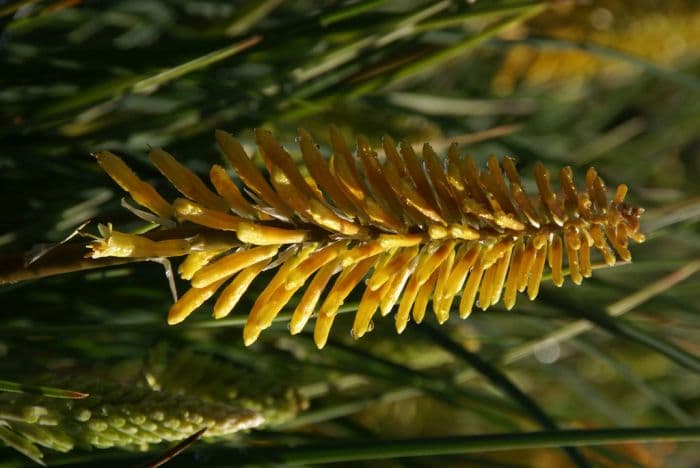 red-hot poker [Bressingham Sunbeam]