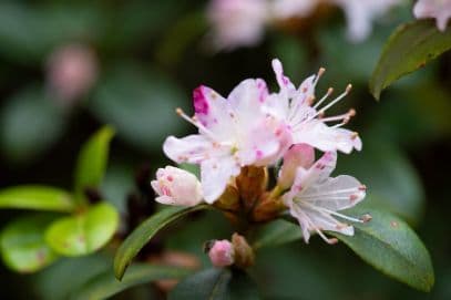 racemose rhododendron