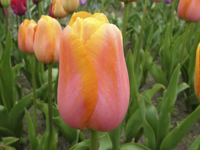 tulip 'Dordogne'