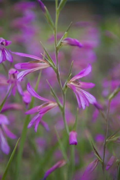 field gladiolus