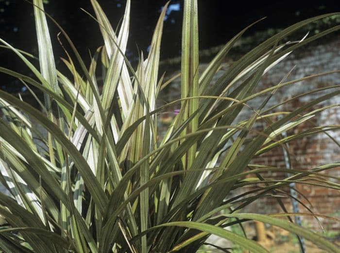 bush flax 'Westland'