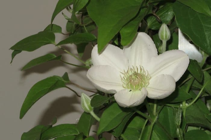 clematis [Chantilly]