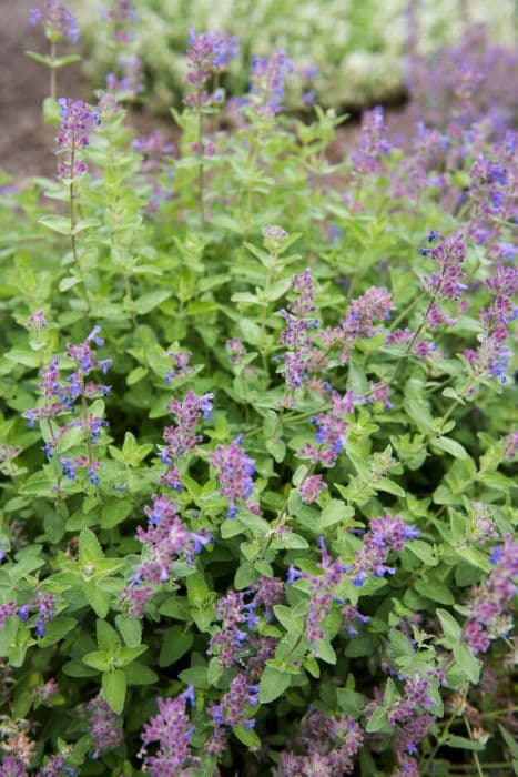 catmint 'Senior'