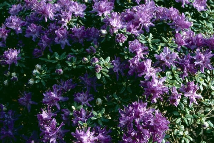 dwarf purple rhododendron