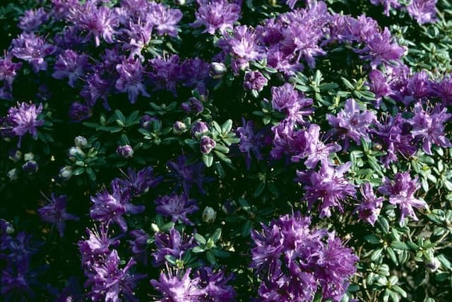 Dwarf purple rhododendron