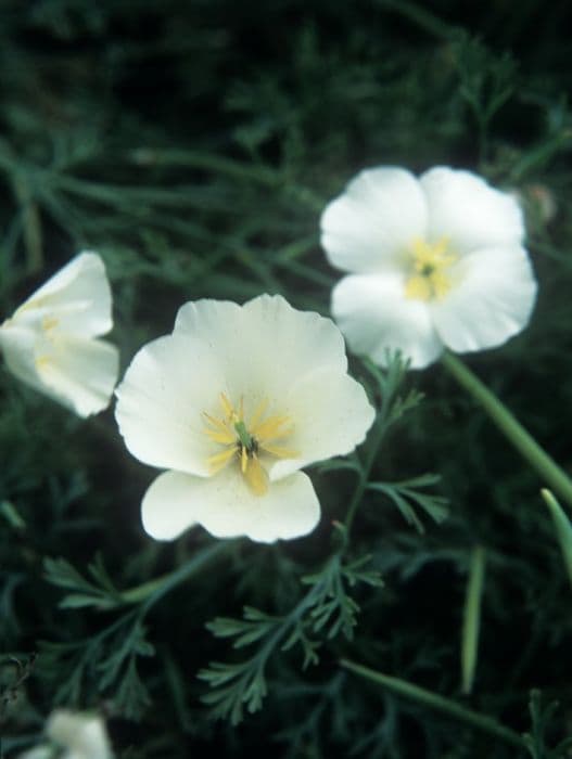 California poppy 'Ivory Castle'