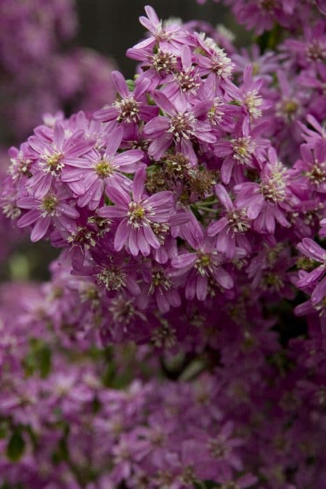 dusty daisy bush 'Comber's Pink'