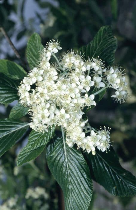 whitebeam 'Lutescens'