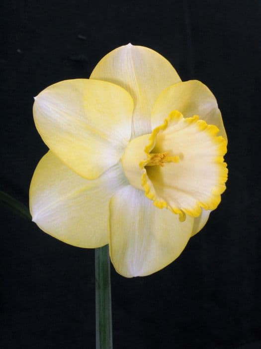 daffodil 'Carib Gipsy'