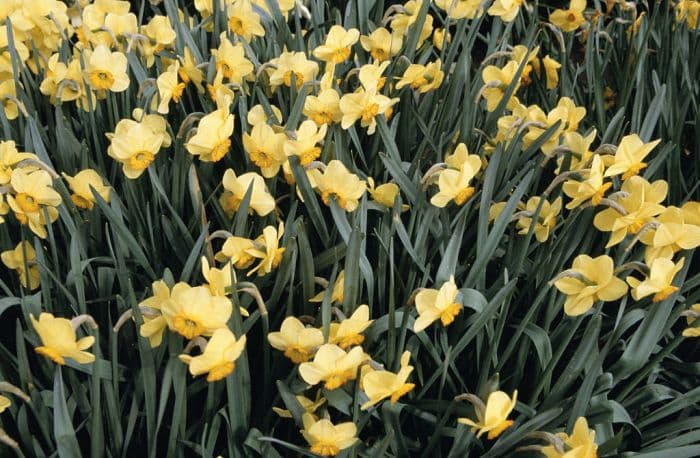 daffodil 'Badbury Rings'