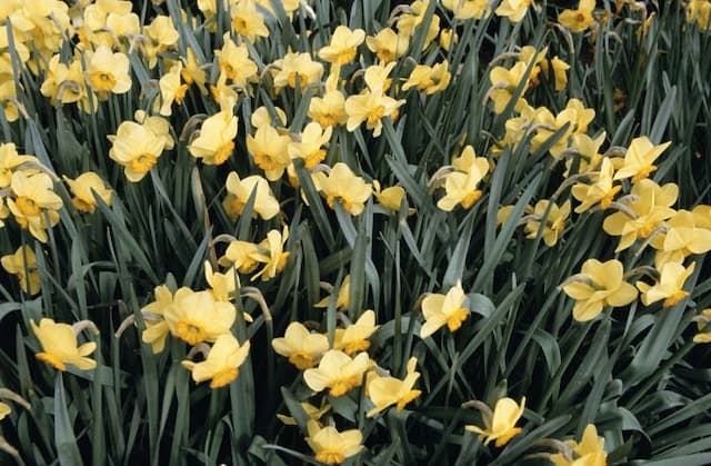 Daffodil 'Badbury Rings'