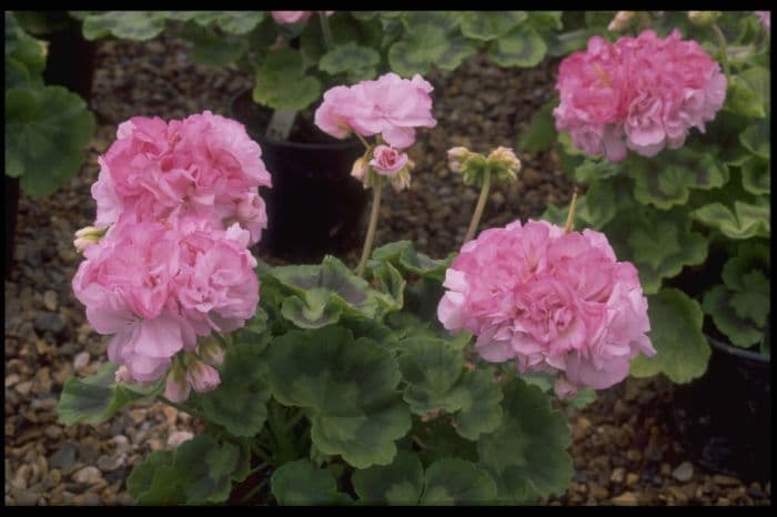 pelargonium 'Morval'