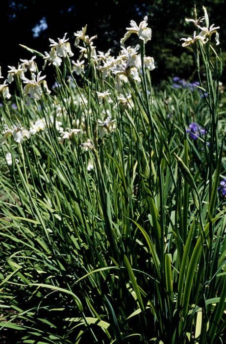 Siberian iris 'Cleeton Double Chance'