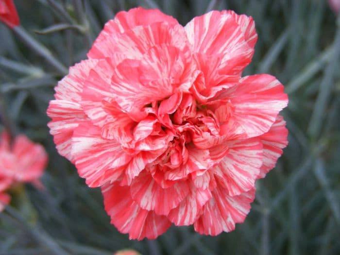 pink 'Haytor Rock'