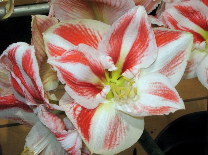 amaryllis 'Clown'