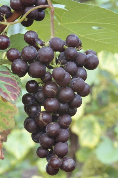 Grape 'New York Muscat'