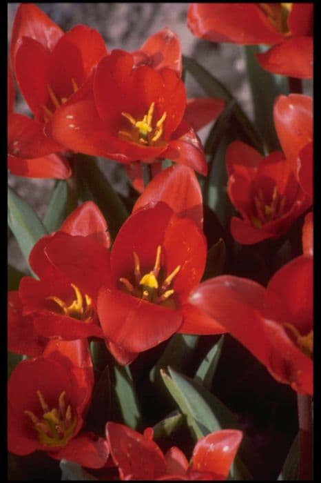 Tulip 'Showwinner'
