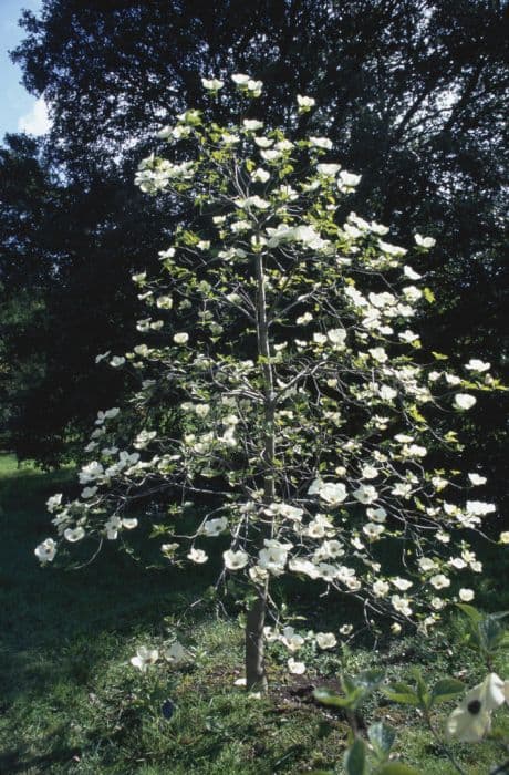 dogwood 'Ascona'