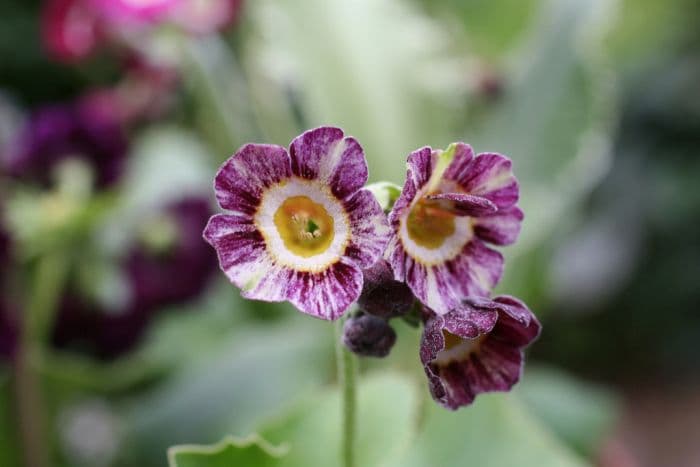 auricula 'Arundell'