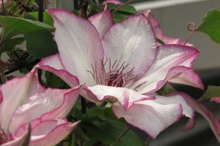 clematis 'Omoshiro'