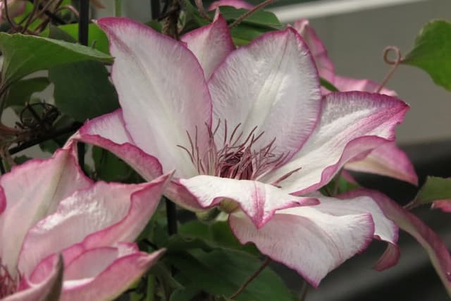 Clematis 'Omoshiro'