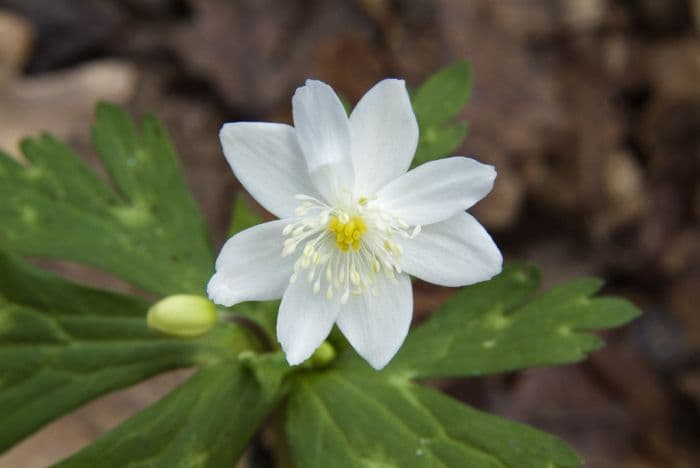 flaccid anemone