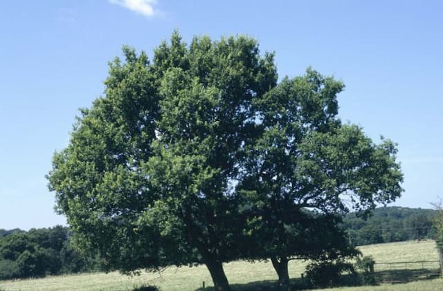 Common oak