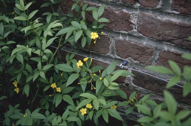 Italian jasmine 'Revolutum'