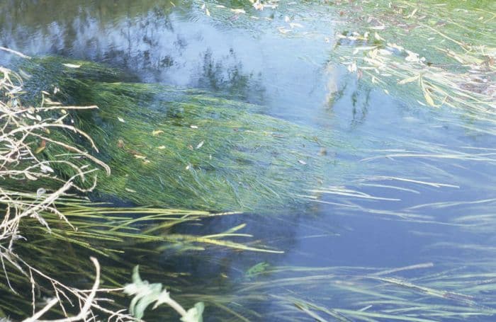 fennel pondweed