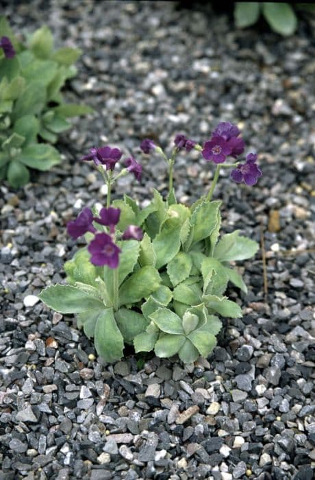 silver-edged primrose 'Beamish'